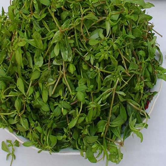 Rau đắng tươi non, an toàn